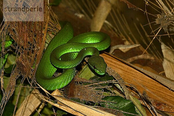 Weißlippen-Pitviper (Trimeresurus albolabris insularis)  erwachsen  nachts zwischen Bambus ruhend  Bali  Kleine Sunda-Inseln  Indonesien  Oktober  Asien