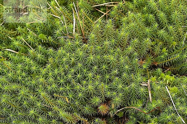 Rekurviertes Torfmoos (Sphagnum recurvum) wächst im Torfmoor  England  März