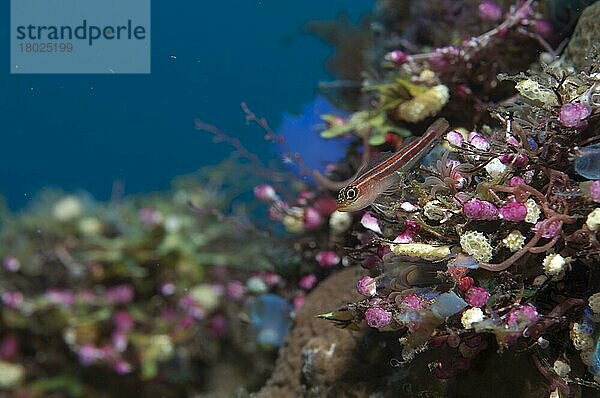 Gestreifte Tripelflosse (Helcogramma striatum) adult  auf korallenverkrusteten Schiffswrack ruhend  Liberty Wrack  Tulamben  Bali  Kleine Sunda-Inseln  Indonesien  Asien