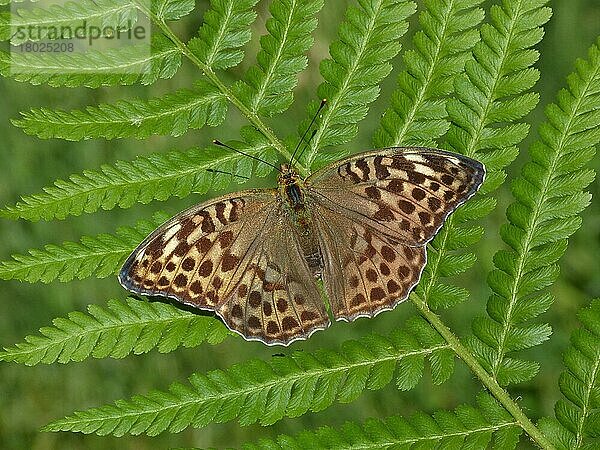 Silber gewaschener Scheckenfalter (Argynnis paphia) Valesina-Form  erwachsen  auf Farnwedel ruhend  Cannobina-Tal  Piemont  Norditalien  Juli