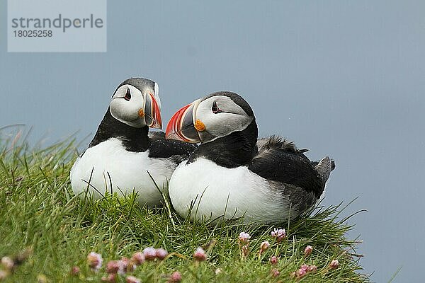 Papageitaucher (Fratercula arctica)  erwachsenes Paar  Brutgefieder  auf Klippenrand sitzend  Latrabjarg  Island  Juni  Europa