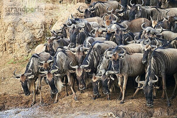 Östliche Streifengnu Herde (Connochaetes taurinus) bereitet sich auf die Überquerung des Mara-Flusses vor  Masai Mara National Reserve  Kenia  Afrika