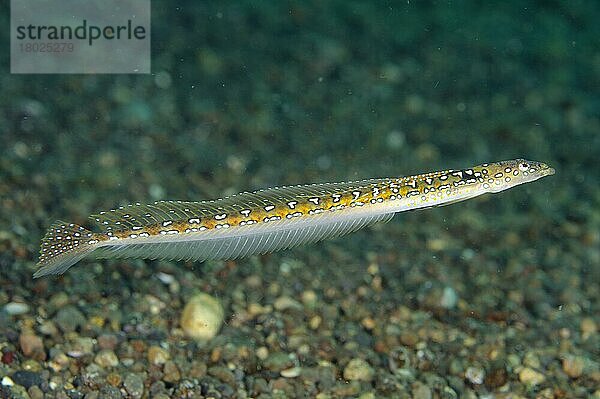 Langstrahliger Sandtaucher (Trichonotus elegans) adult  schwimmend  Insel Pantar  Alor-Archipel  Kleine Sunda-Inseln  Indonesien  Oktober  Asien