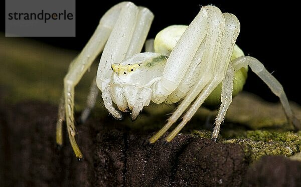 Veränderliche Krabbenspinne  Veränderliche Krabbenspinnen (Misumena vatia)  Krabbenspinne  Krabbenspinnen  Andere Tiere  Spinnen  Spinnentiere  Tiere  Goldenrod Crab Spider adult female  am