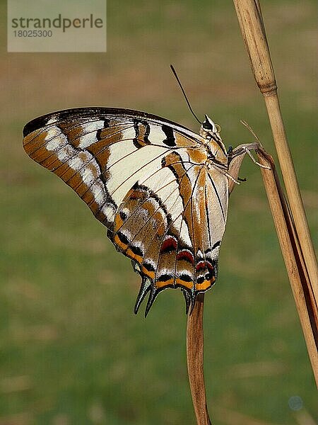 Schwanzkaiser (Polyura pyrrhus) erwachsen  Unterseite  auf trockenem Grashalm ruhend  Westaustralien  Australien  Ozeanien