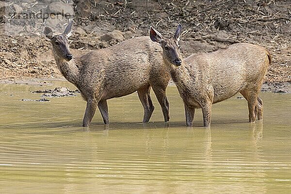 Sambar (Rusa unicolor)  zwei erwachsene Weibchen am Wasserloch  Tadoba-Nationalpark  Maharashtra  Indien  Asien