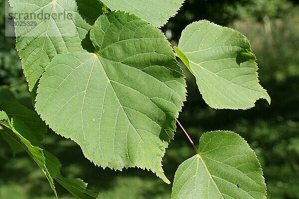 Kleinblättrige Limette (Tilia cordata)  Nahaufnahme der Blätter  wächst im Wald  Vicarage Plantation  Mendlesham  Suffolk  England  Juli