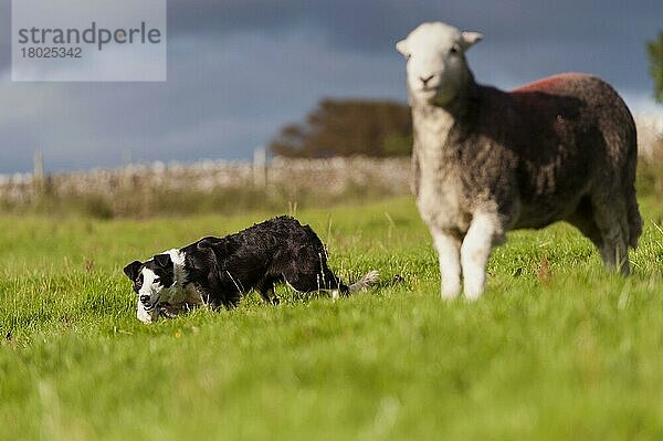 Haushund  Border Collie  arbeitender Schäferhund  erwachsen  arbeitendes Hausschaf  Herdwick-Mutterschaf  auf der Weide  Cumbria  England  September