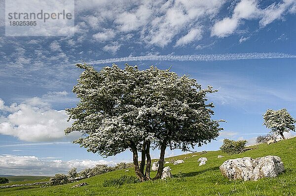 Gewöhnlicher Weißdorn (Crataegus monogyna) knorriger Wuchs  blüht  wächst auf einer Kalksteinhochweide  Cumbria  England  Juni