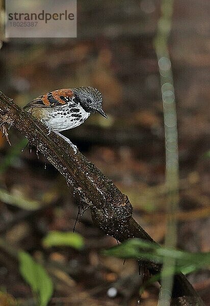 Tüpfelameisenvogel (Hylophylax naevioides naevioides)  erwachsenes Männchen  auf einem Ast sitzend  Pipeline Road  Panama  November  Mittelamerika