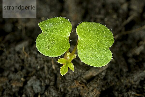 Ruprechtskraut (Geranium robertianum)  Keimling mit Keimblättern und erstem echten Blatt  das sich gerade entwickelt