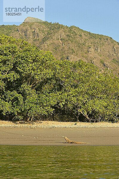 Erwachsener Komodowaran (Varanus komodoensis)  am Strand rastend im Habitat  Rinca-Insel  Komodo N. P. Kleine Sunda-Inseln  Indonesien  Oktober  Asien