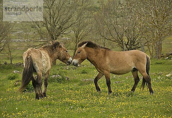 Przewalski-Pferd (Equus ferus przewalskii) zwei erwachsene Tiere  die unter halbwilden Bedingungen in einem Plateau-Grasland-Lebensraum interagieren  Le Villaret  Cevennen  Frankreich  Mai  Europa