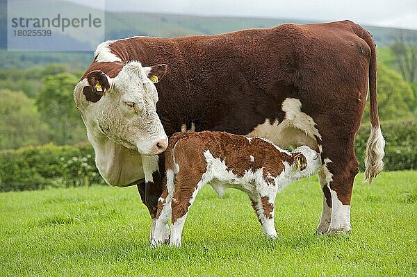 Hausrind  Herefordrind mit neugeborenem Kalb  säugend  auf der Weide stehend  Cumbria  England  Mai