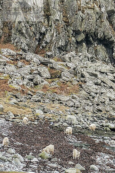 Wilde weiße Ziegen  die sich von Seegras am Steinstrand Isle of Jura  Schottland  ernähren. Die Legende besagt  daß sie von Tieren abstammen  die von den Wikingern auf die Insel gekauft wurden