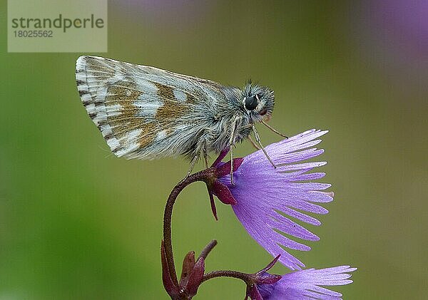 Olive Skipper (Pyrgus serratulae) erwachsenes Männchen  auf der Blüte der Alpine Snowbell (Soldanella alpina) schlafend  Italienische Alpen  Juli