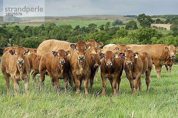 Hausrind  Limousin-Kühe und -Kälber  Herde mit benannten Ohrmarken  auf Hochlandweide stehend  Lancashire  England  Juli