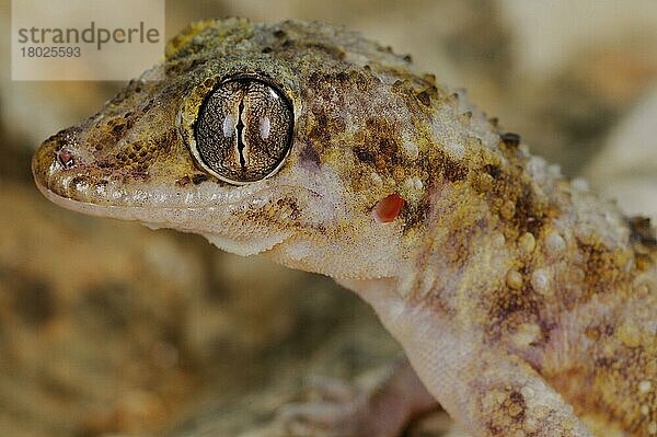 Halbfingergecko  Halbfingergeckos  Andere Tiere  Gecko  Reptilien  Tiere  Socotran Leaf-toed Gecko (Hemidactylus inintellectus) adult  close-up of head  Socotra  Yemen  march