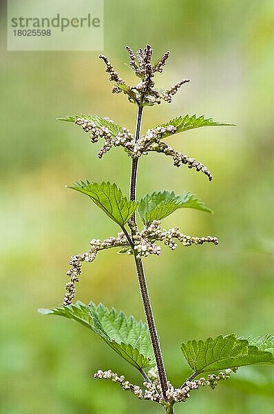 Brennnessel (Urtica dioica) blüht  Downe Bank Nature Reserve  North Downs  Kent  England  August