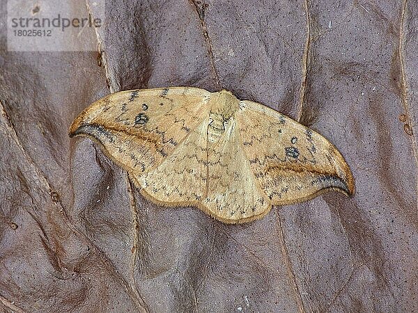 Pebble Hook-tip (Drepana falcataria scotica) erwachsenes Männchen  auf trockener Vegetation ruhend  Cannobina-Tal  Italienische Alpen  Piemont  Norditalien  Juli