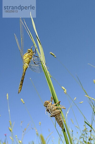 Schwarzschwanz-Abschäumer (Orthetrum cancellatum)  erwachsen  frisch aus der Nymphenhaut hervorgegangen  Italien  Europa