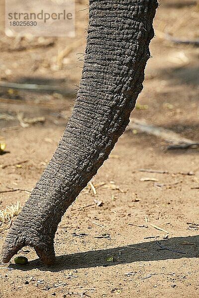 Afrikanischer Elefant (Loxodonta africana)  Rüssel sammelt wilde Mango vom Boden auf  Nahaufnahme  South Luangwa National Park  Sambia  Afrika