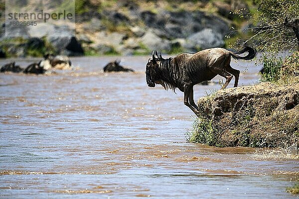 Östlicher Streifengnu (Connochaetes taurinus) Sprung in den Mara-Fluss aufgrund von Migration  Masai Mara National Reserve  Kenia  Afrika