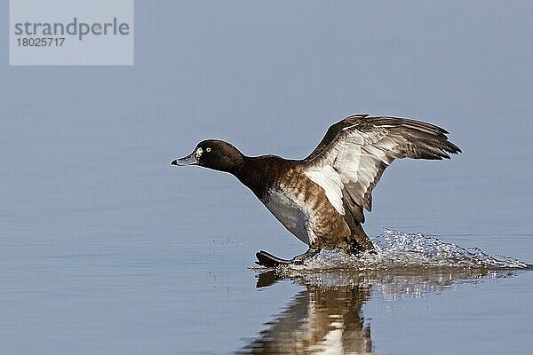 Büschelente (Aythya fuligula)  erwachsenes Weibchen  auf Wasser gelandet  Slimbridge  Gloucestershire  England  Februar