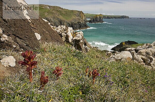Blühender Thymian-Ginster (Orobanche alba)  wächst an einem Klippen-Habitat  Kynance Cove  The Lizard  Cornwall  England  Mai