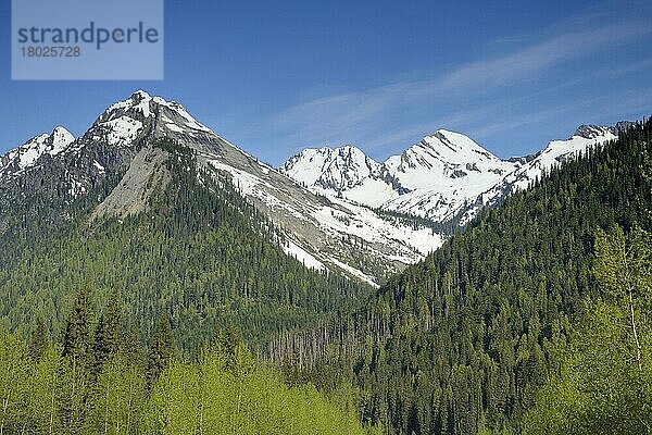 Blick auf Wald an Hängen schneebedeckter Berge  Glacier N. P. British Columbia  Kanada  Mai  Nordamerika