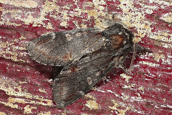 Eiserner Nachtfalter (Notodonta dromedarius)  erwachsen  ruht auf einem alten Türrahmen mit abblätternder Farbe  Powys  Wales  Juni