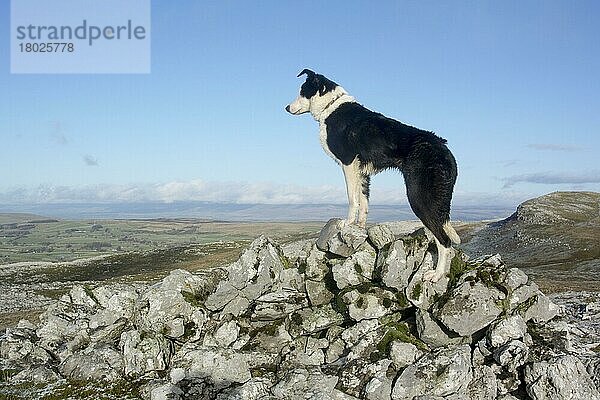 Haushund  Border Collie  arbeitender Schäferhund  erwachsen  zwischen Felsen auf Kalksteinmoorland stehend  Cumbria  England  Januar