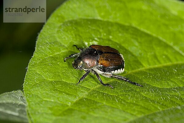 Japanischer Käfer (Popillia japonica) führte erwachsene Schädlingsarten ein  die auf Blättern im Garten ruhen  Ottawa  Ontario  Kanada  Juli  Nordamerika