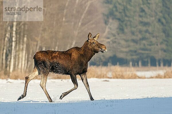 Europäischer Elch (Alces alces alces)  Europäische Elche  Eurasischer Elch  Eurasische Elche  Hirsche  Huftiere  Paarhufer  Säugetiere  Tiere  European Moose adult female  running on snow covered field  Biebrz...