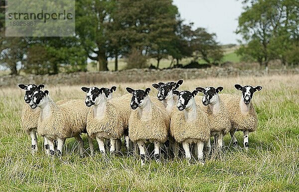 Hausschafe  Haustiere  Huftiere  Nutztiere  Paarhufer  Säugetiere  Tiere  Domestic Sheep  North of England mule lambs  ready for sale  flock standing in pasture  Cumbria  England  September
