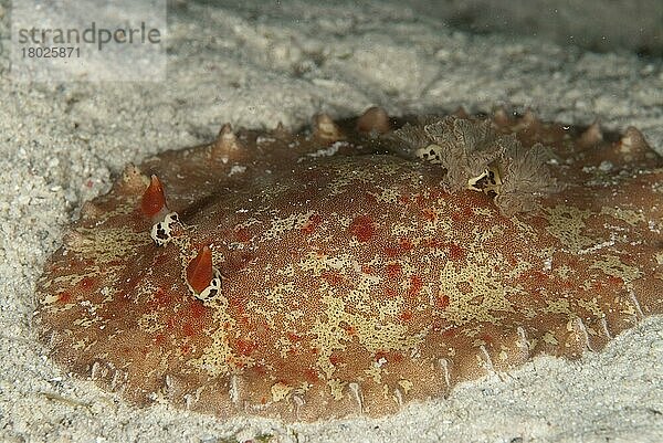 Andere Tiere  Meeresschnecken  Schnecken  Tiere  Weichtiere  Nudibranch (Alliodoris hedleyi) adult  on sand  Mabul Island  Sabah  Borneo  Malaysia  Asien