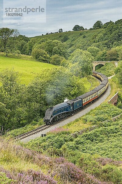 Dampfzug 'Sir Nigel Gresley' und Waggons  Fahrt durch Moorland von Pickering nach Goathland  North Yorkshire Moors Railway  North Yorkshire  England  August