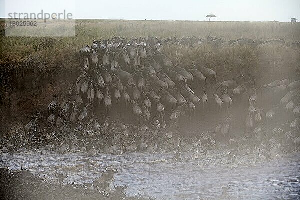 Östliche Streifengnu-Herde (Connochaetes taurinus) überquert den Mara-Fluss. Masai Mara-Nationalreservat  Kenia  Afrika