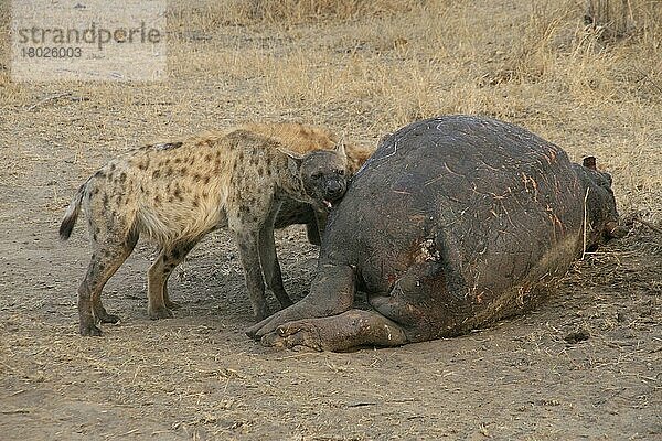 Tüpfelhyäne  Tüpfelhyänen  Hyäne  Hyänen  Hundeartige  Raubtiere  Säugetiere  Tiere  Pair of spotted hyaena eating a hippo carcass  Sabi Sands  South Africa
