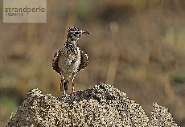 Sonnenlerche (Galerida modesta modesta) adult  stehend auf einem Hügel  Maulwurf N. P. Ghana  Februar