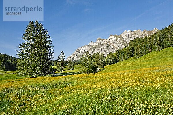 Blick Lutertannen zum Alpsteinmassiv mit Säntis im Bergfrühling  Kanton Appenzell  Schweiz  Europa