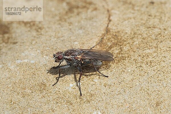 Erwachsene Seetangfliege (Fucellia maritima)  auf einem Felsblock ruhend  Kimmeridge Bay  Dorset  England  Mai