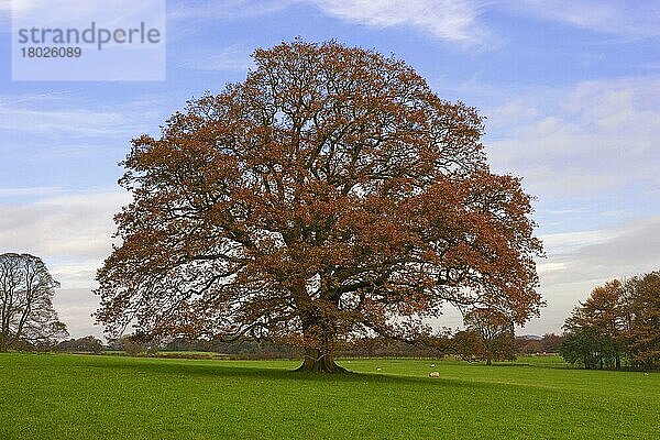 Gewöhnliche Eiche (Quercus robur)  reifer Baum auf der Weide mit Schafen  Chipping  Lancashire  England  Herbst
