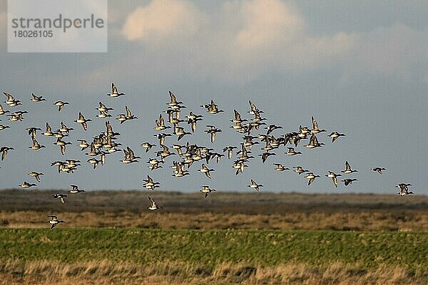 Pfeifente  Pfeifenten  Enten  Gänsevoegel  Tiere  Vögel  Eurasian Wigeon Flock flight at Deepdale Marsh Norfolk