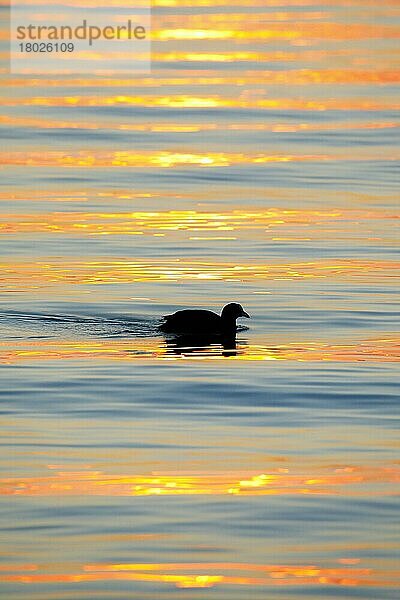 Blässhuhn Sihouette und reflektierende Sonnenstrahlen auf Wasseroberfläche am Bodensee  bei Sonnenaufgang  Schweiz  Europa