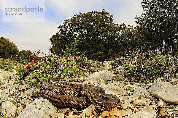 Vierstreifennatter  Vierstreifennattern (Elaphe quatuorlineata)  Andere Tiere  Reptilien  Schlangen  Tiere  Four-lined Snake adult  on rocks in habitat  Croatia  april