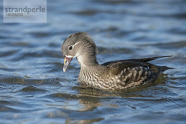 Mandarinente (Aix galericulata) eingeführte Art  erwachsenes Weibchen  schwimmend  Norfolk  England  April