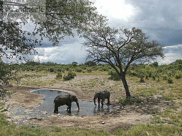 Afrikanischer Elefantnische Elefanten  Elefanten  Säugetiere  Tiere  two african elephants at waterhole