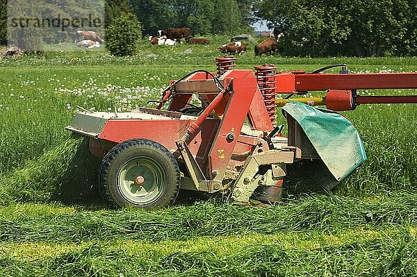 Nahaufnahme eines Mähers  Mähen von Grassilageernte  Rinderherde auf dem nächsten Feld  Schweden  Europa