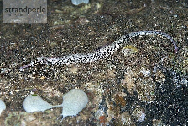 Liegende Seenadel  Gelbgebänderte Seenadel  Liegende Seenadeln  Gelb-gebänderte Seenadeln  Seenadelartige  Tiere  Andere Tiere  Fische  Reeftop Pipefish (Corythoichthys haematopterus) adult  in re